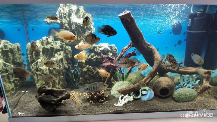 Мальки Лабиатума 4-6см вырастают до 30 см