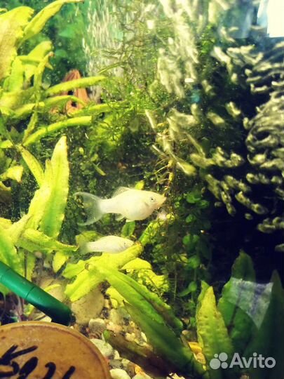 Гуппи желтый тигр, моллинезия Снежинка