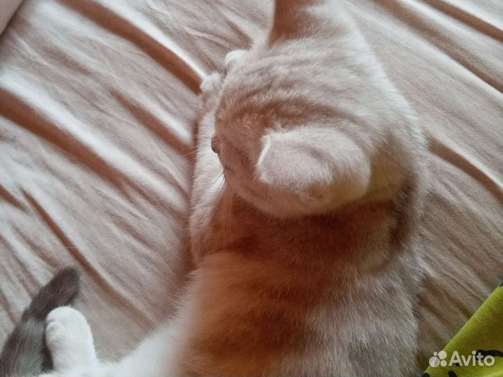 Котёнок