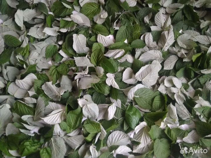 Листья малины