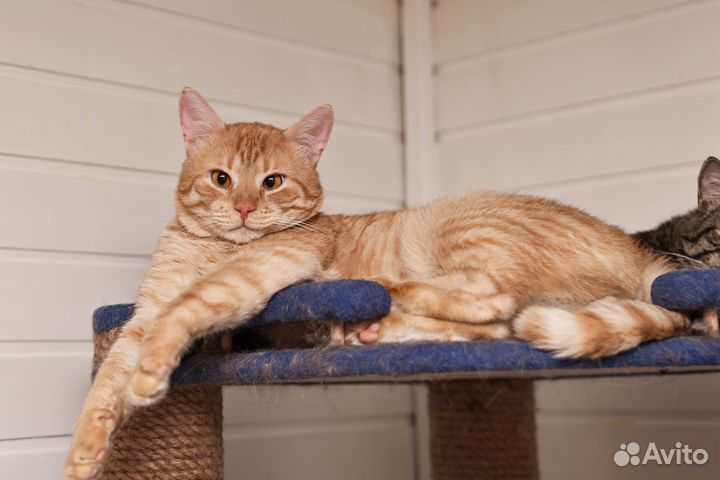 Рыжий ласковый котик Джекфрут