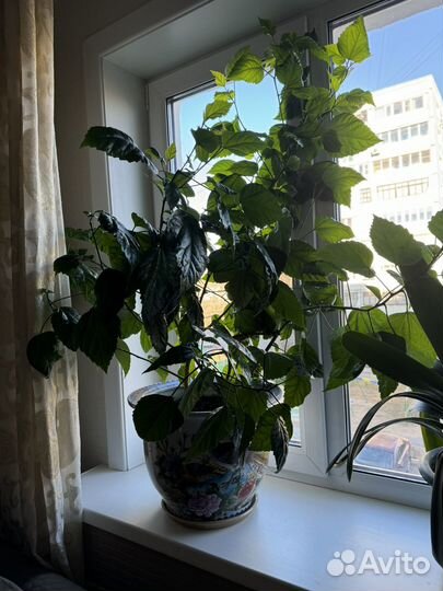 Комнатные цветы