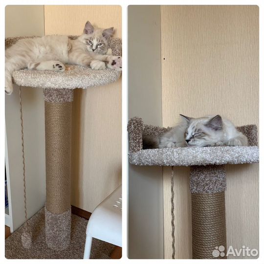 Лежаки и столбики для ваших питомцев, новое