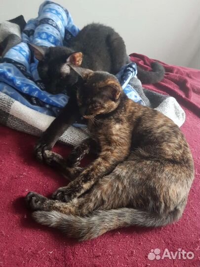 Кошка в добрые руки