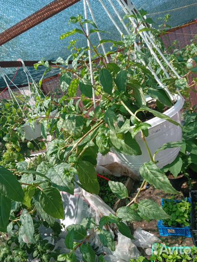 Взрослые фуксии