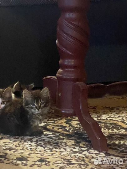 Очаровательный котенок