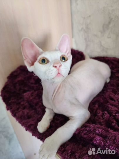 Девон-рекс. мальчик