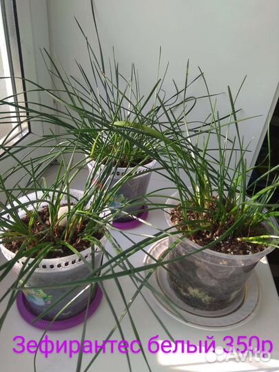 Комнатные растения