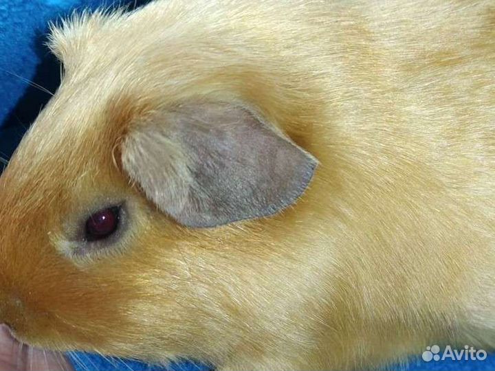 Морские свинки