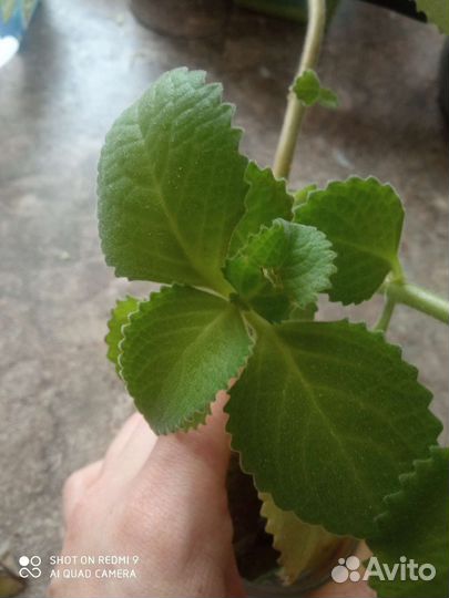 Домашняя мята