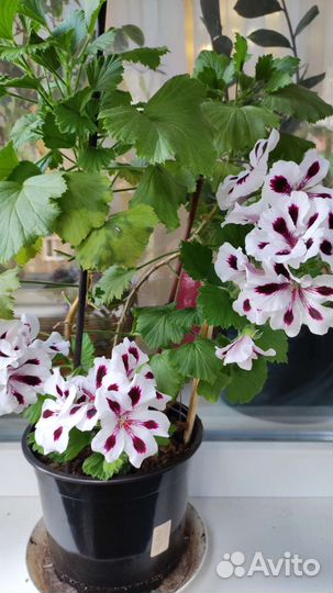 Пеларгония королевская герань