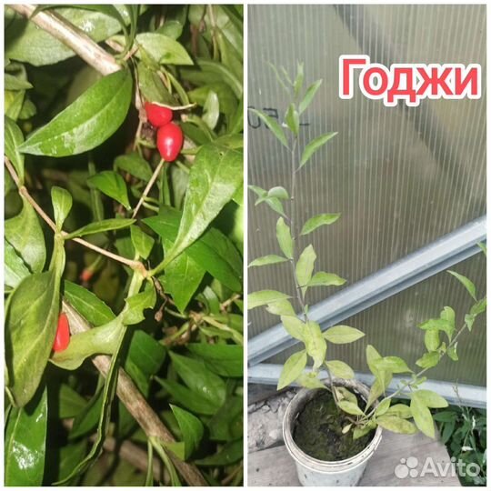 Годжи саженец зкс