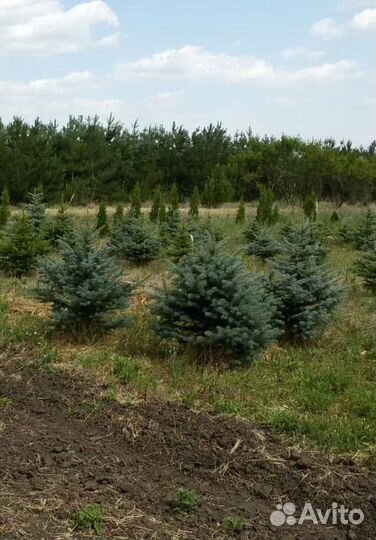 Ель колючая зелено-сизая (голубая)