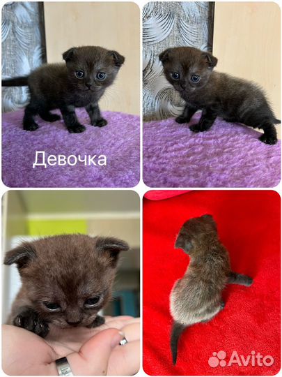 Шотландские котята