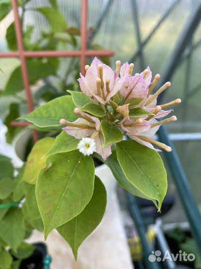 Бугенвиллеи