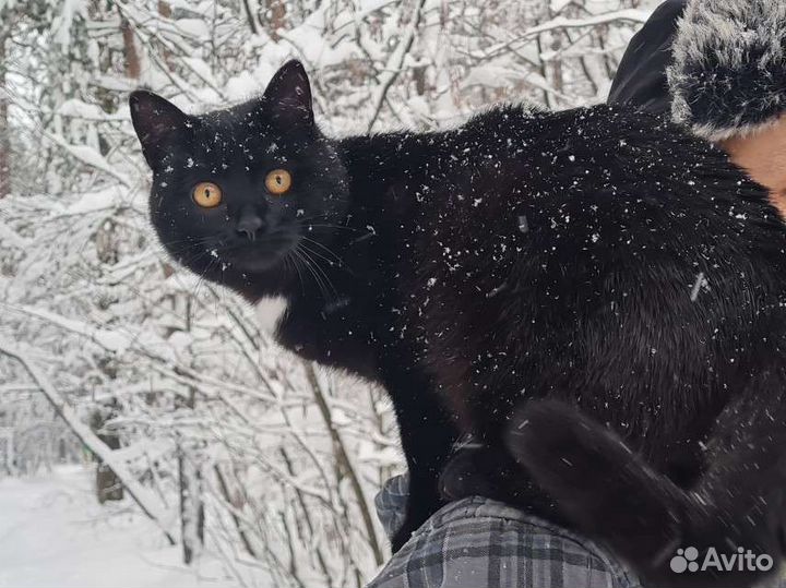 Кот ищет кошку