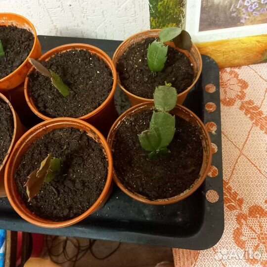 Рипсалидопсис розовый детки