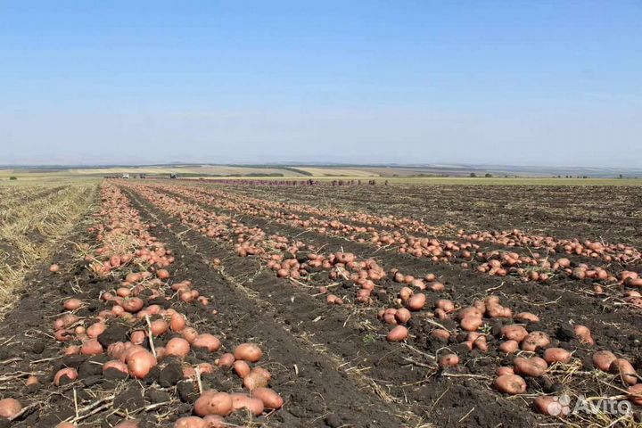 Картофель на еду