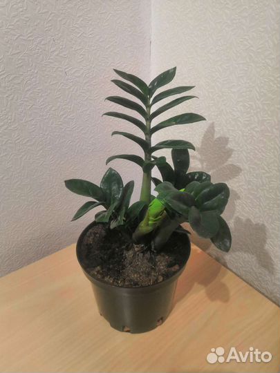 Замиокулькас зензи жук