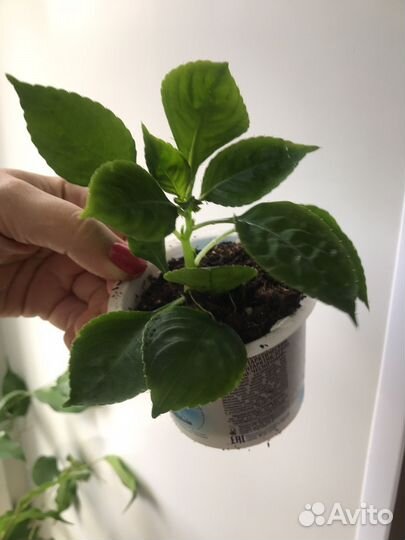 Бальзамин махровый