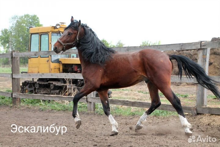 Лошади рысаки
