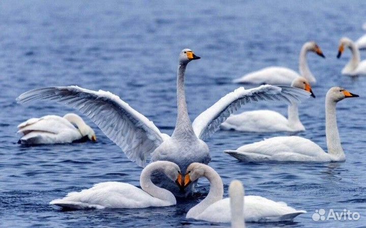 Путешествие Лебединое озеро