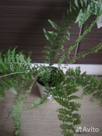 Цветы для дома