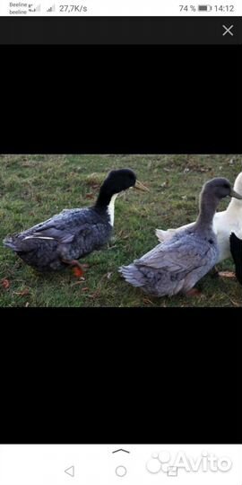 Утки. Ирон баебыз