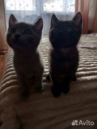 Почти / полуБританские)