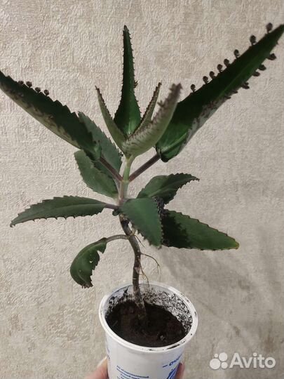 Каланхоэ лечебное