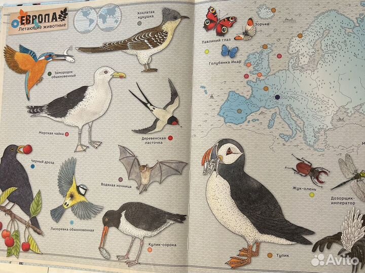 Книга про животных Атлас животных от Clever