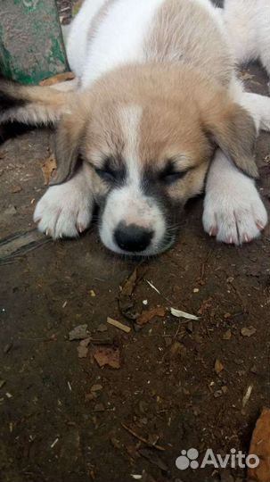 Среднеазиатская овчарка