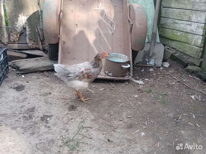 Петух