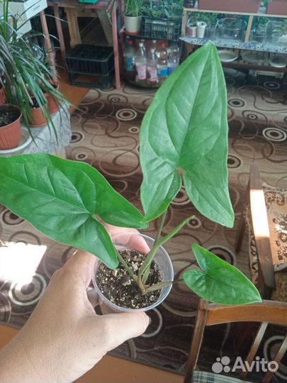 Сингониумы сортовые, сциндапсус