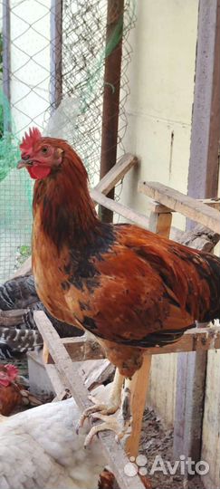Петухи молодые
