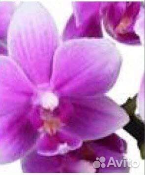 Орхидея Violetta