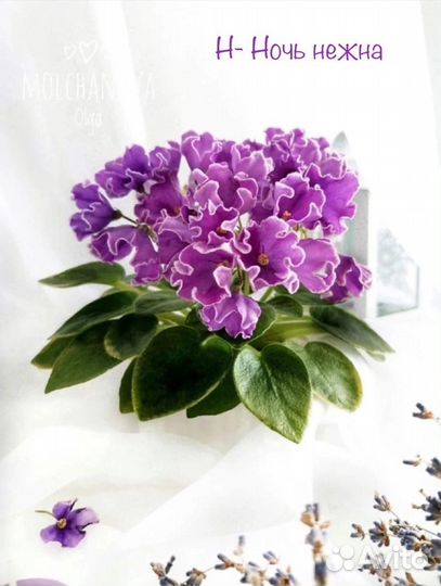 Детки мини фиалок