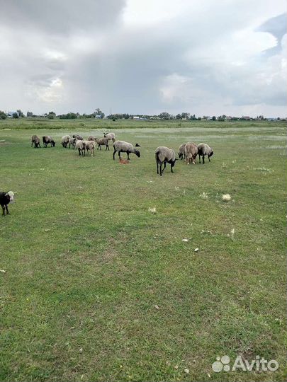 Романовские овцы племенные