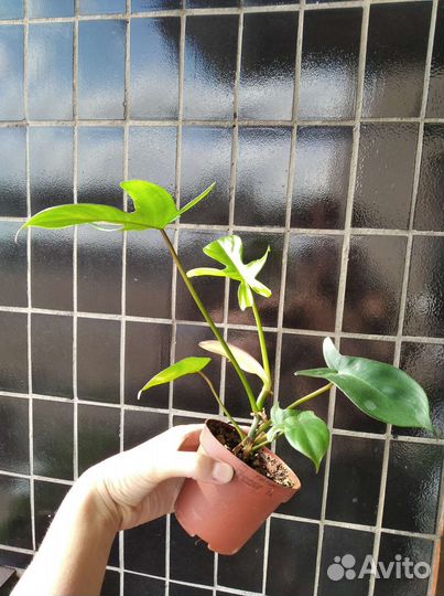 Филодендрон гитаровидный Philodendron panduriforme