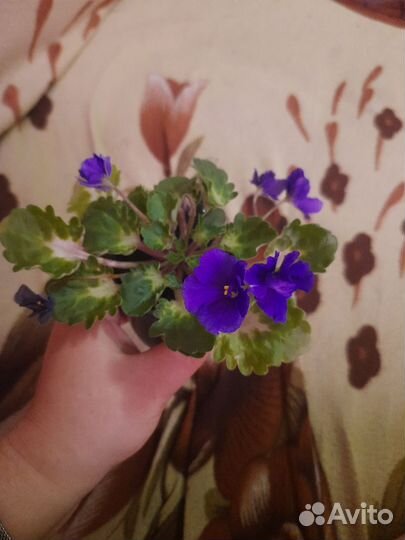 Сортовые фиалки цветущие