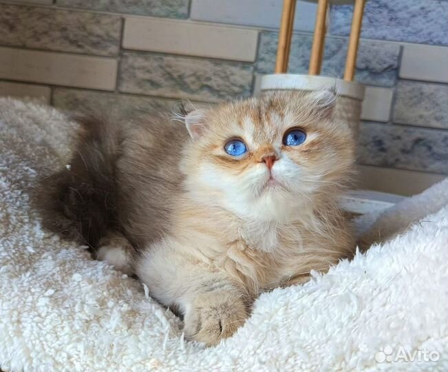 Единственный и неповторимый(дгг