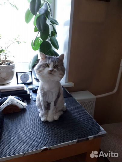 Груминг кошек