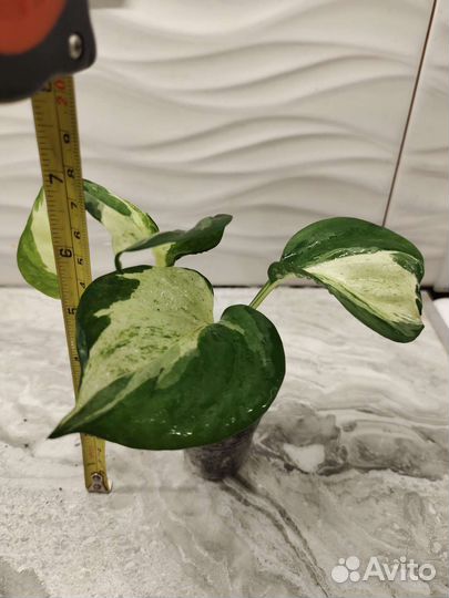 Эпипремнум Marble Apple (марбл эппл)