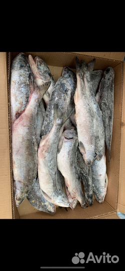 Горбуша икряная неразделаная гост 1кг