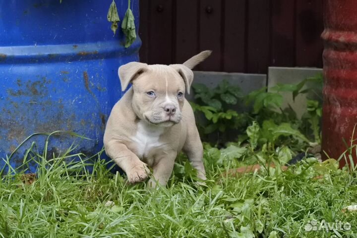 Американский булли мальчик