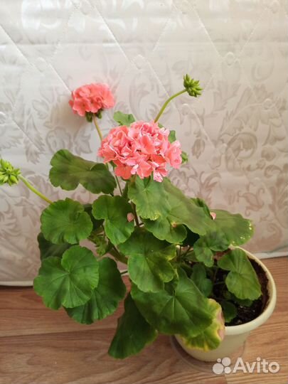 Герань пеларгония