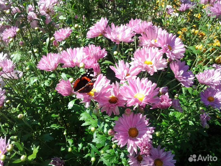 Хризантема букет