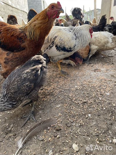 Домашние куры разных пород