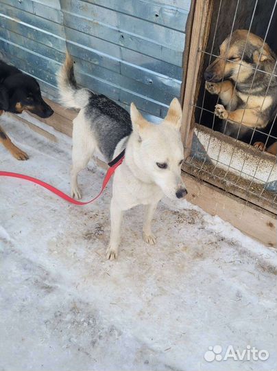 Очень красивая девочка из приюта