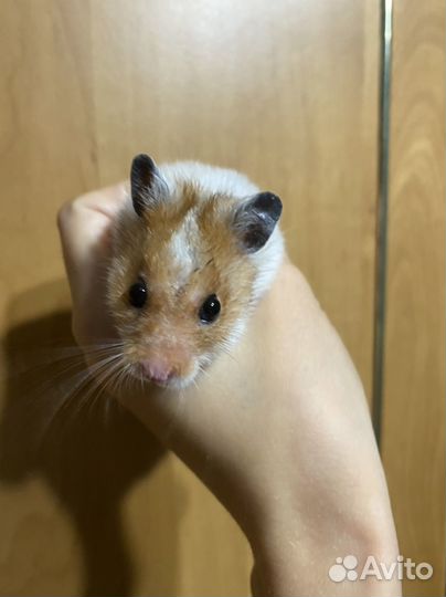 Сирийский хомяк